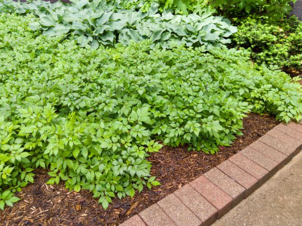Cost of Brick Hardscaping in Rockville